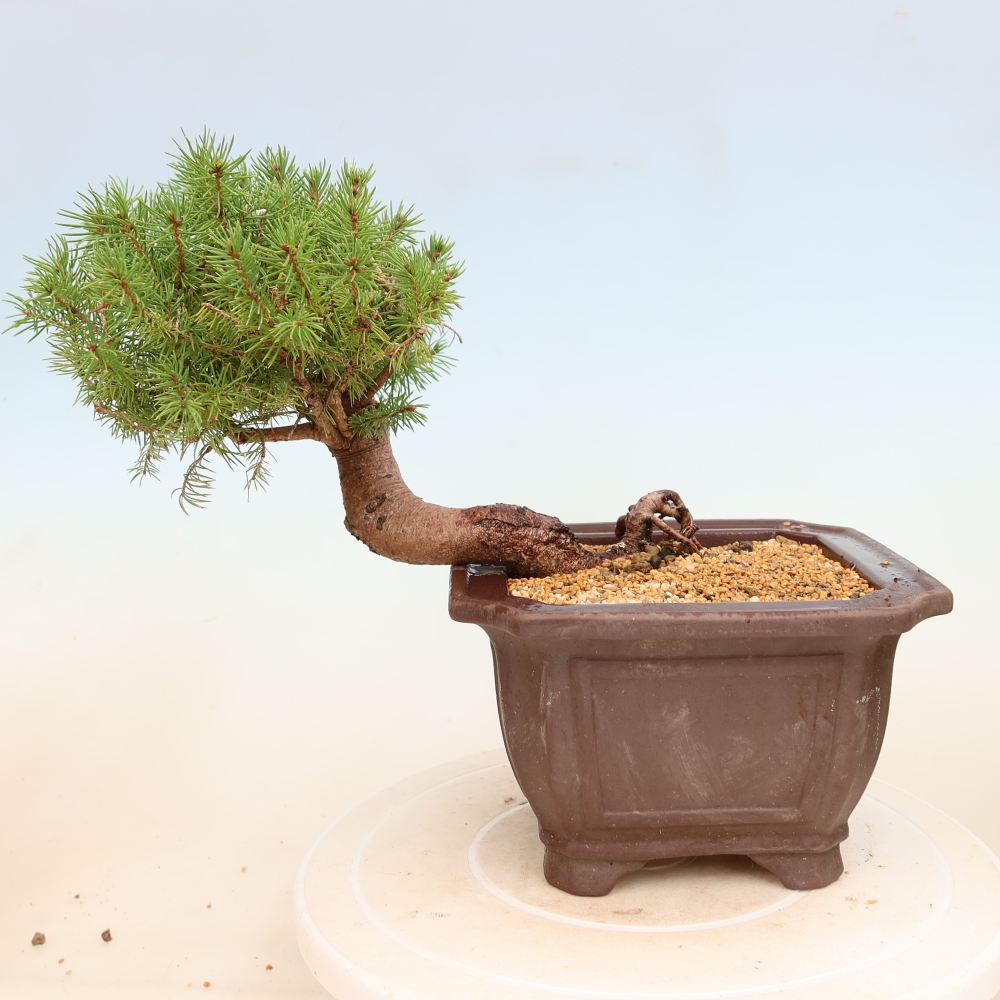 Outdoor bonsai - Świerk pospolity - Picea glauca globe