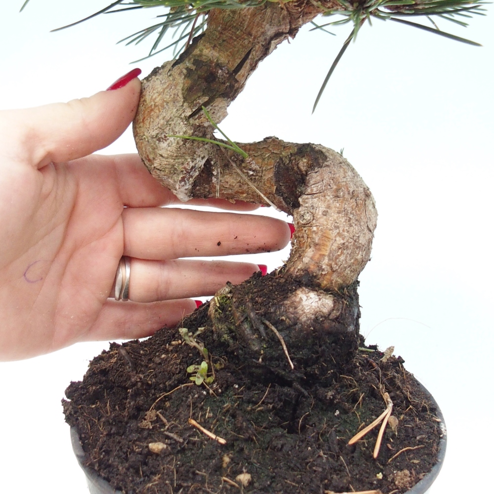 Outdoor bonsai - Pinus thunbergii senjyumaru - Sosna Thunberga