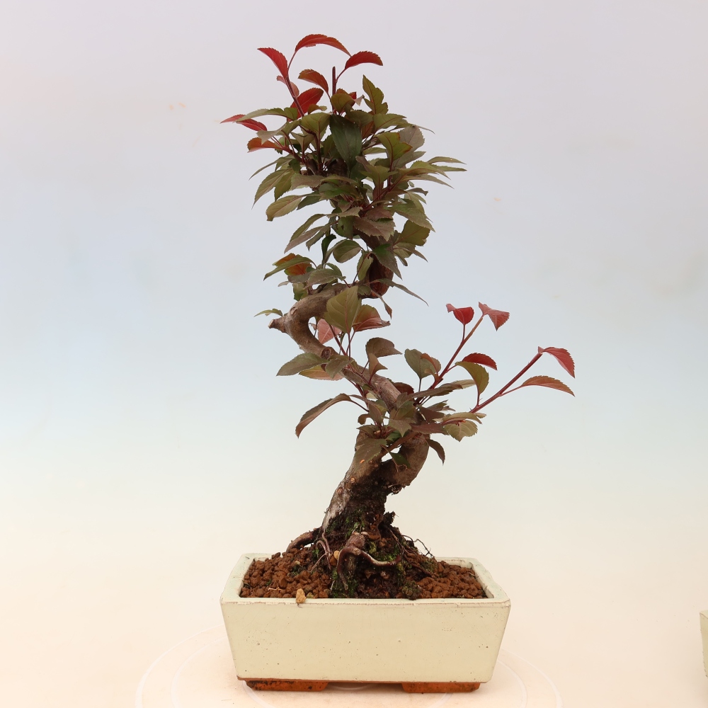 Outdoor bonsai - Malus domestica - Jabłoń czerwonolistna o małych owocach