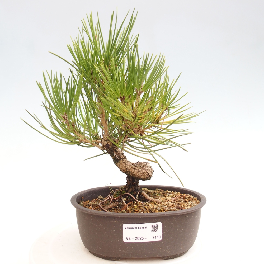 Bonsai ogrodowe - Pinus thunbergii - Sosna Thunbergia