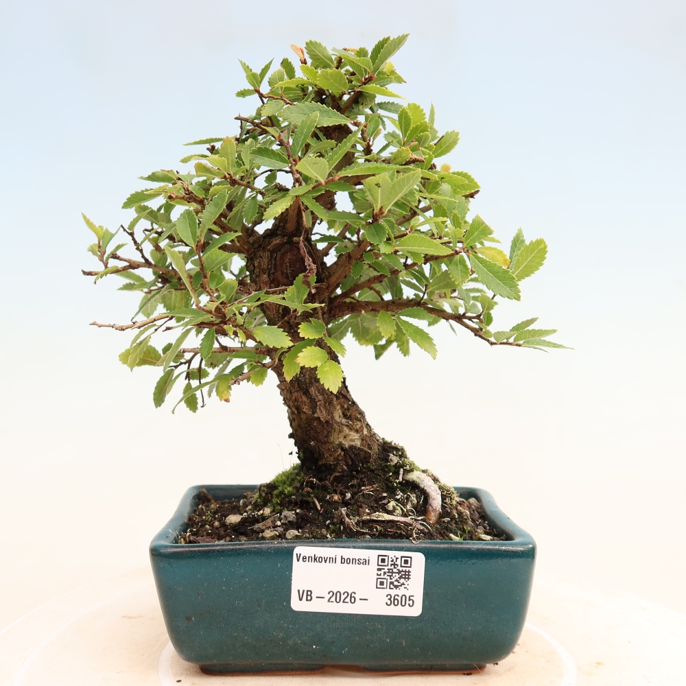Bonsai zewnętrzne - Zelkova - Zelkova NIRE