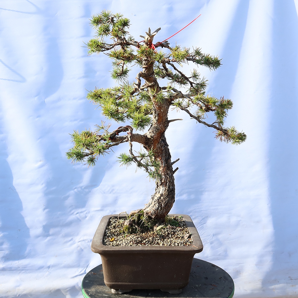 Pinus sylvestris Hiszpania – sosna zwyczajna