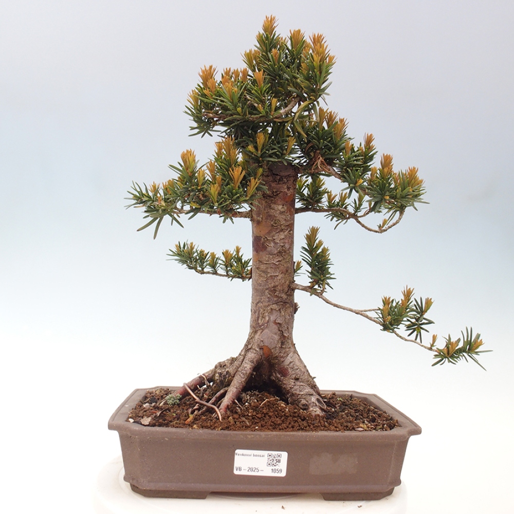 Bonsai na zewnątrz - Taxus cuspidata - cis japoński