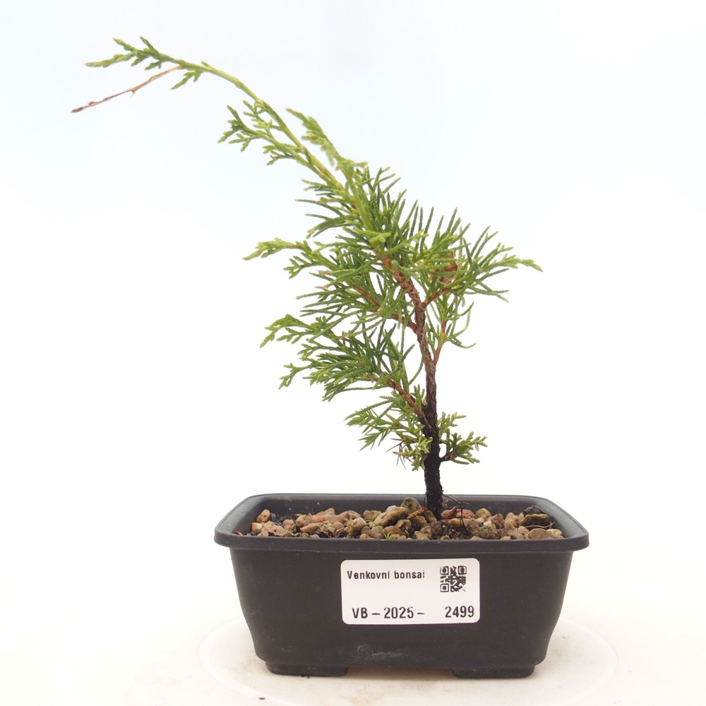 Outdoor bonsai - Juniperus chinensis Itoigawa - Jałowiec chiński