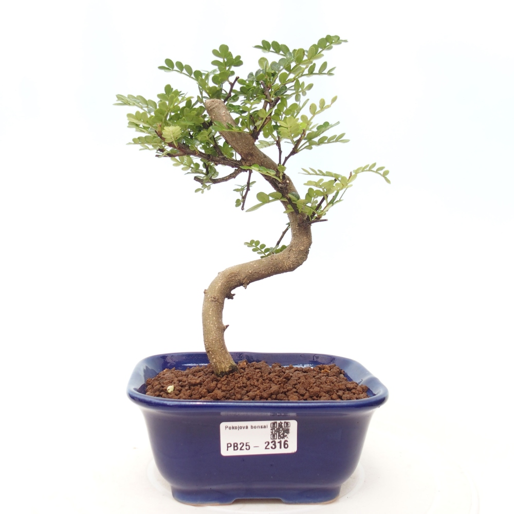 Bonsai do wnętrz - Zantoxylum piperitum - Mięta pieprzowa
