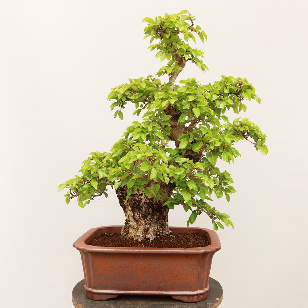 Bonsai plenerowe - Carpinus Coreana - grab koreański