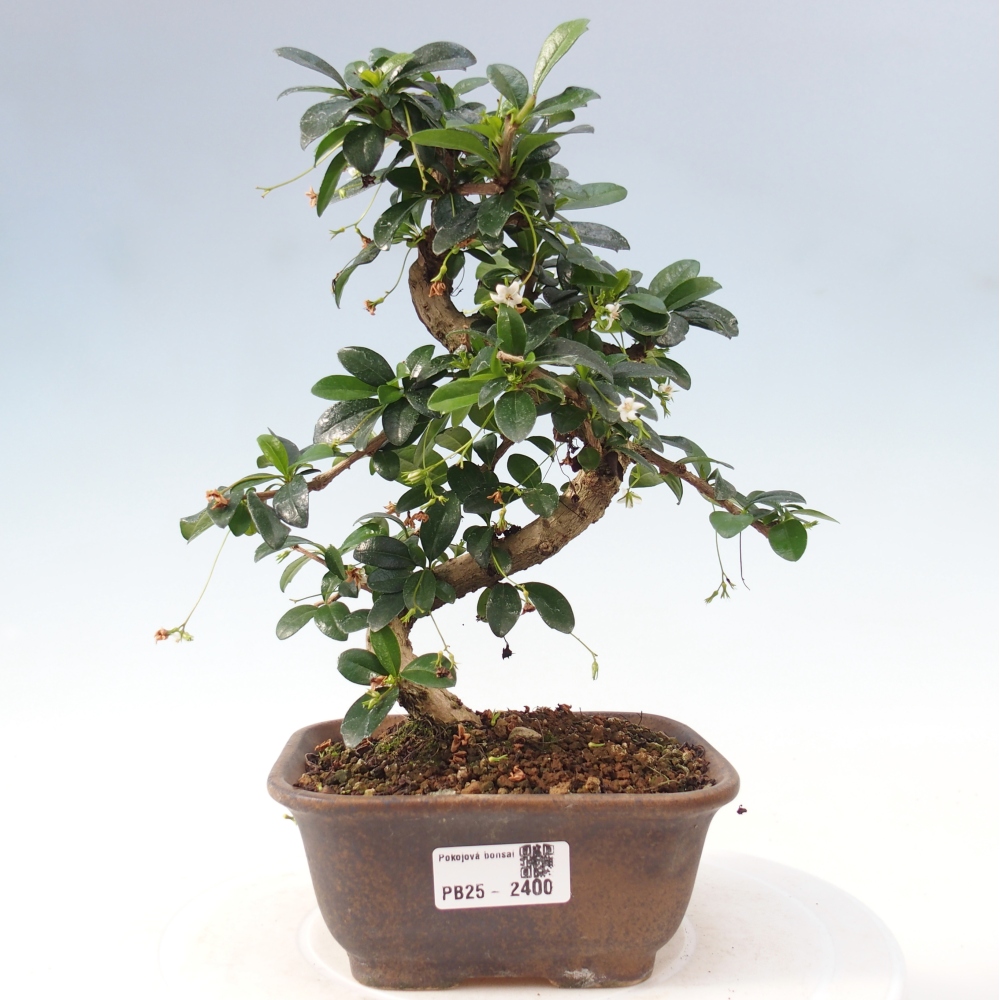 Bonsai wewnętrzne - Carmona makrophylla - Herbata Fuki