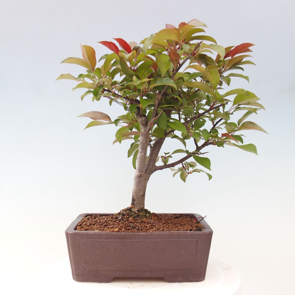Bonsai zewnętrzne - Malus domowy - Jabłoń czerwonolistna o drobnych owocach