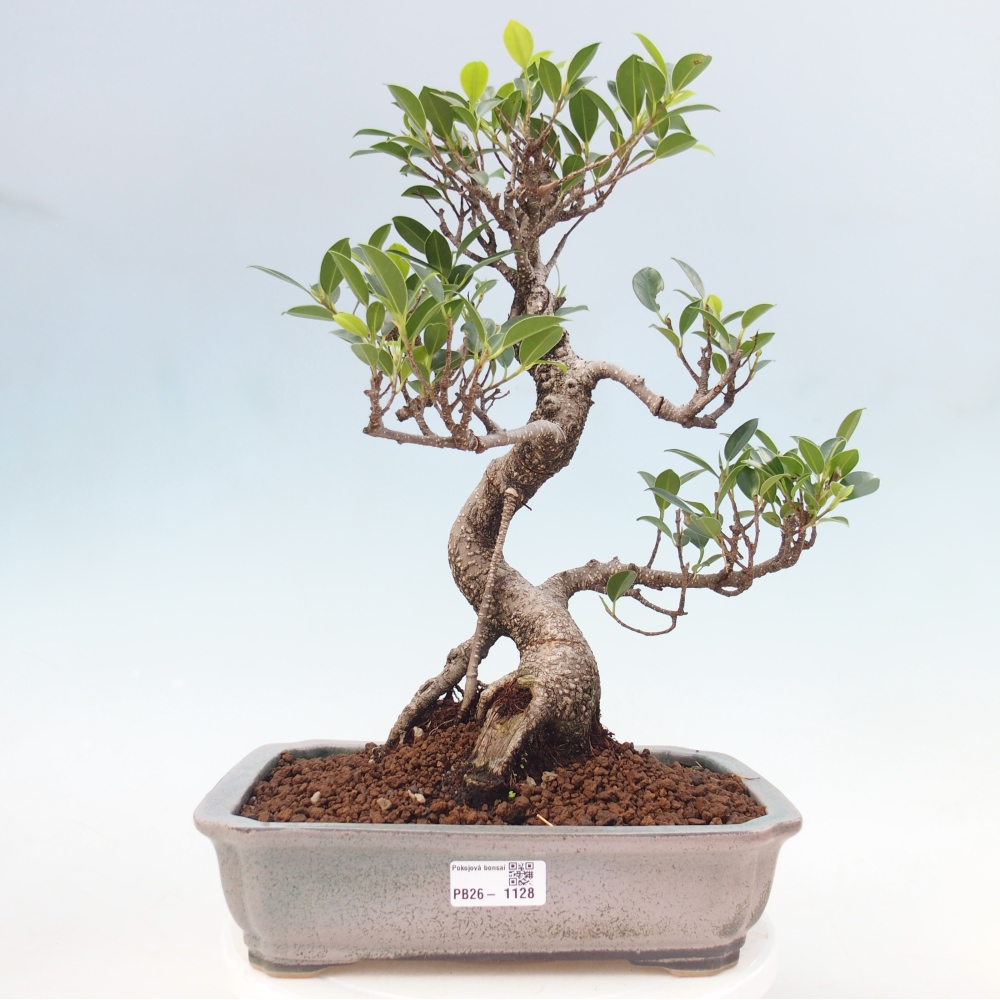 Pokój bonsai - Ficus kimmen - figowiec drobnolistny