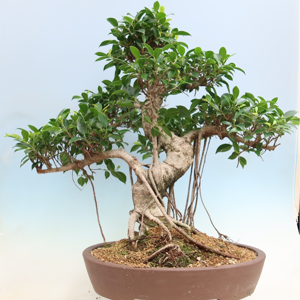 Pokój bonsai - Ficus kimmen - figowiec drobnolistny