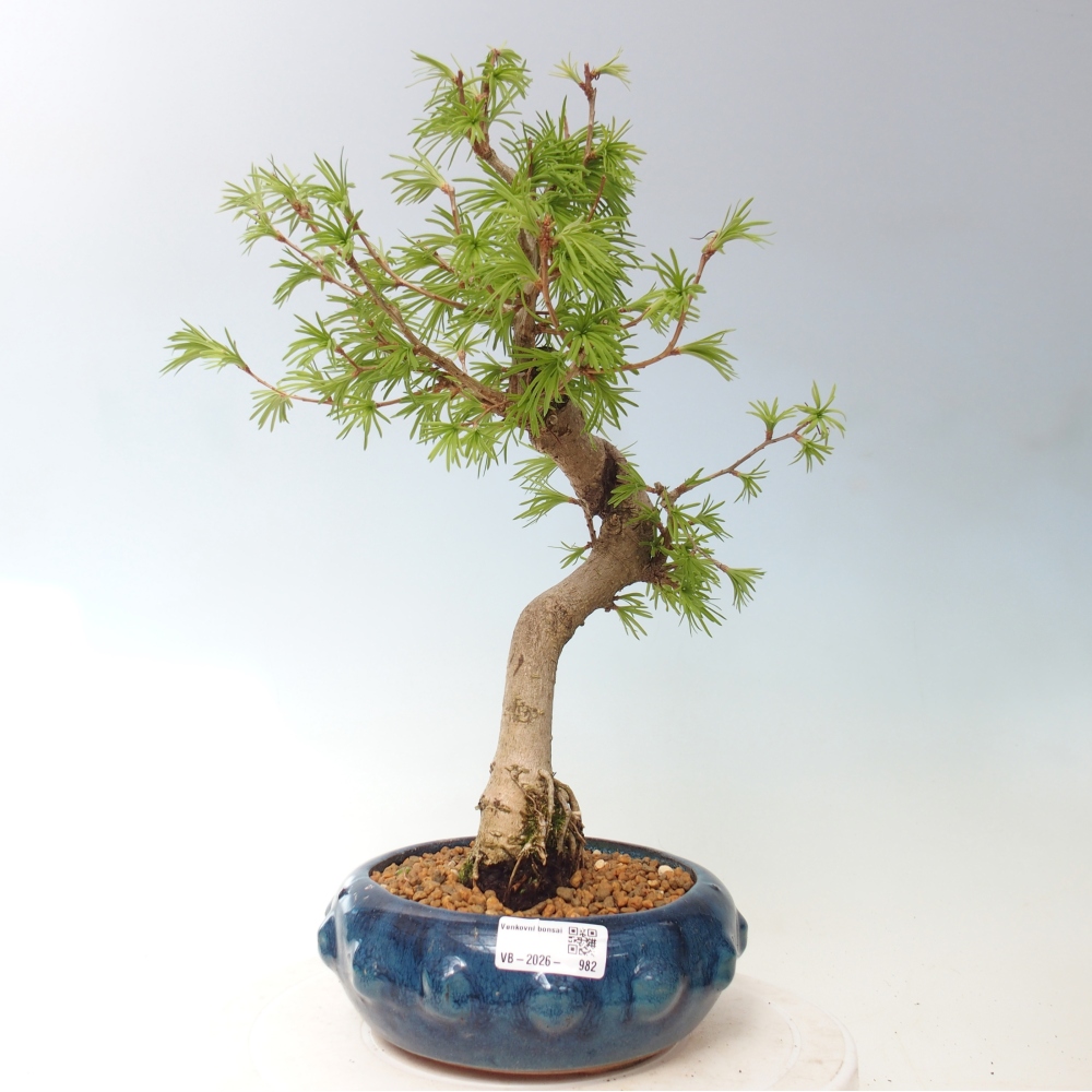 Bonsai zewnętrzne - Pseudolarix amabis-Pseudolarix amabis