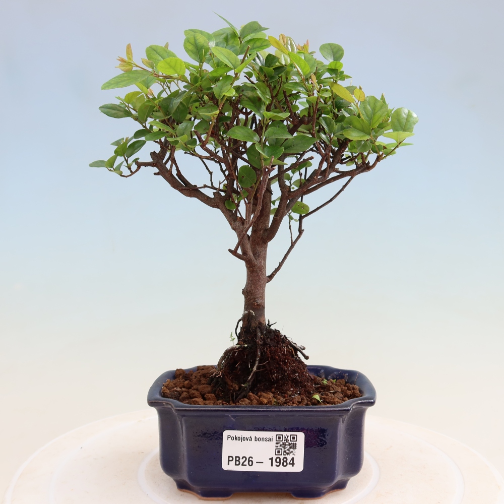 Bonsai pokojowe - Sageretia thea - Sageretia thea