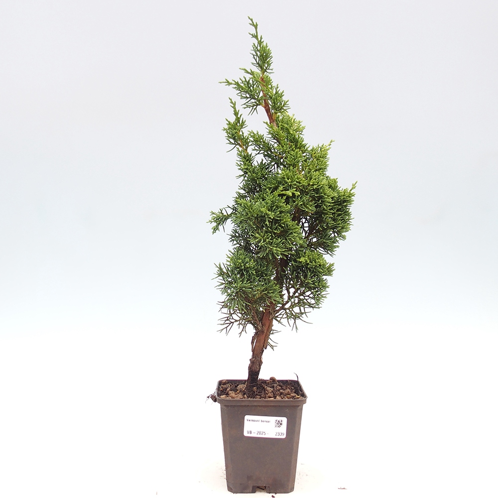 Outdoor bonsai - Juniperus chinensis Kishu - chiński jałowiec