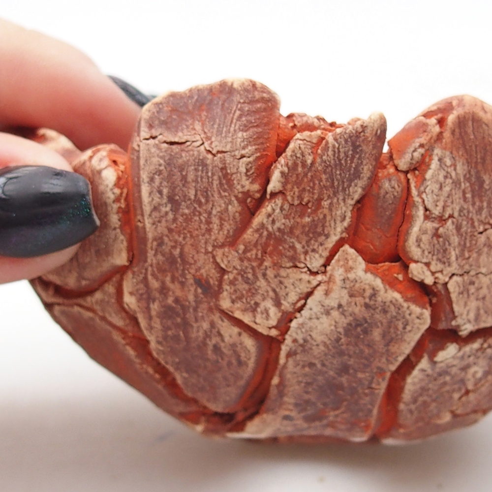 Ceramiczna skorupa 9 x 9 x 5 cm, kolor pomarańczowy