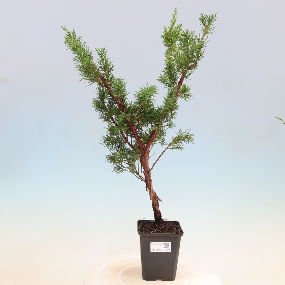 Outdoor bonsai - Juniperus chinensis Kishu