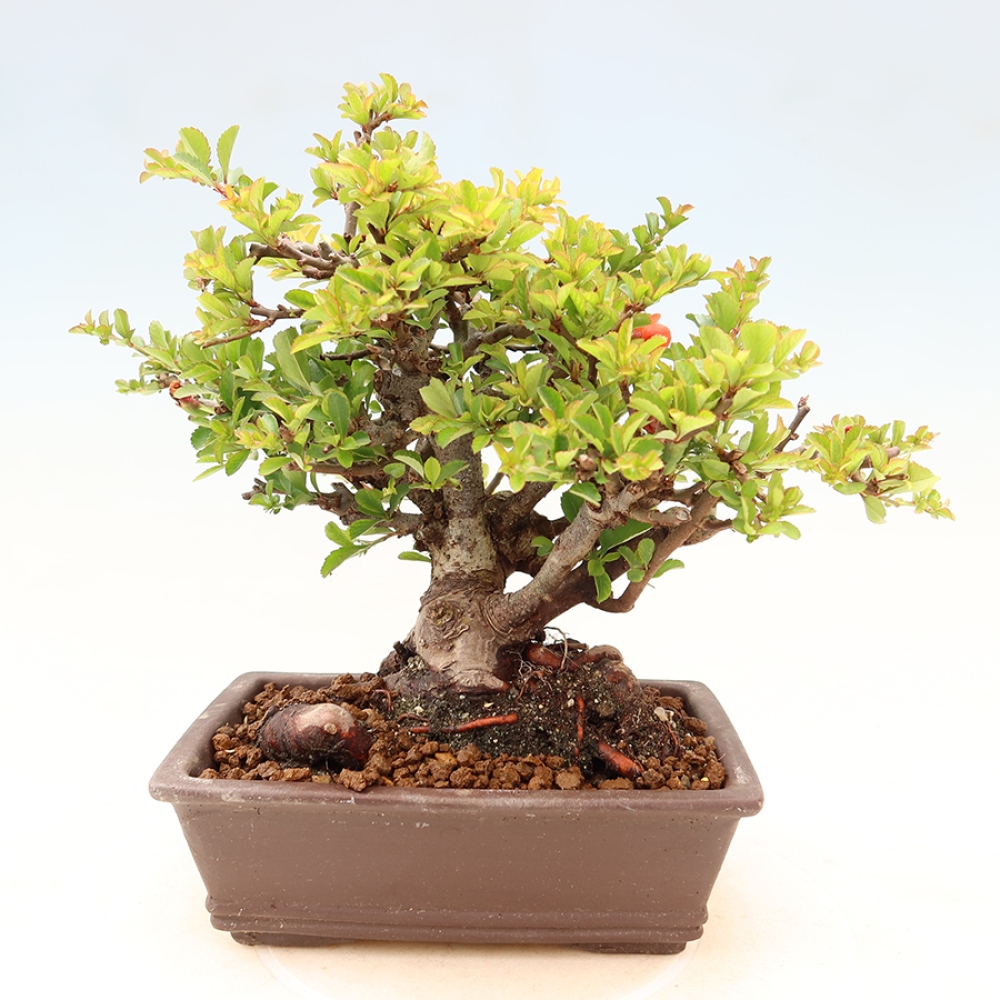 Bonsai zewnętrzne - Chaneomeles speciosa Chojubai