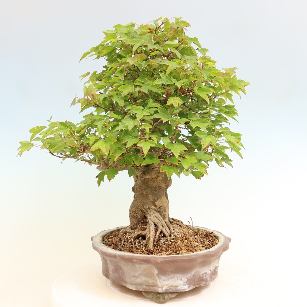 Outdoor bonsai - Klon burgeryjski - Acer burgerianum
