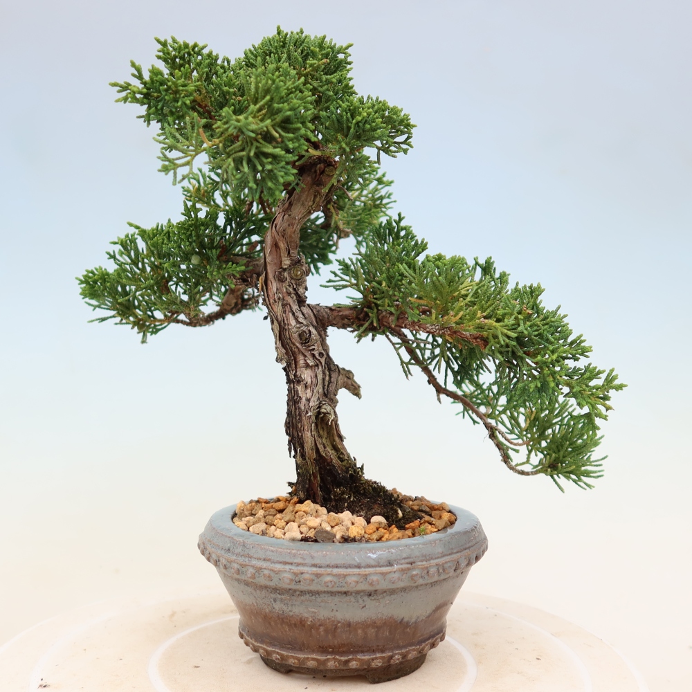 Outdoor bonsai - Juniperus chinensis Kishu