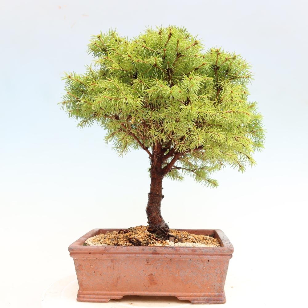 Bonsai ogrodowe – Świerk szary – Picea glauca globe
