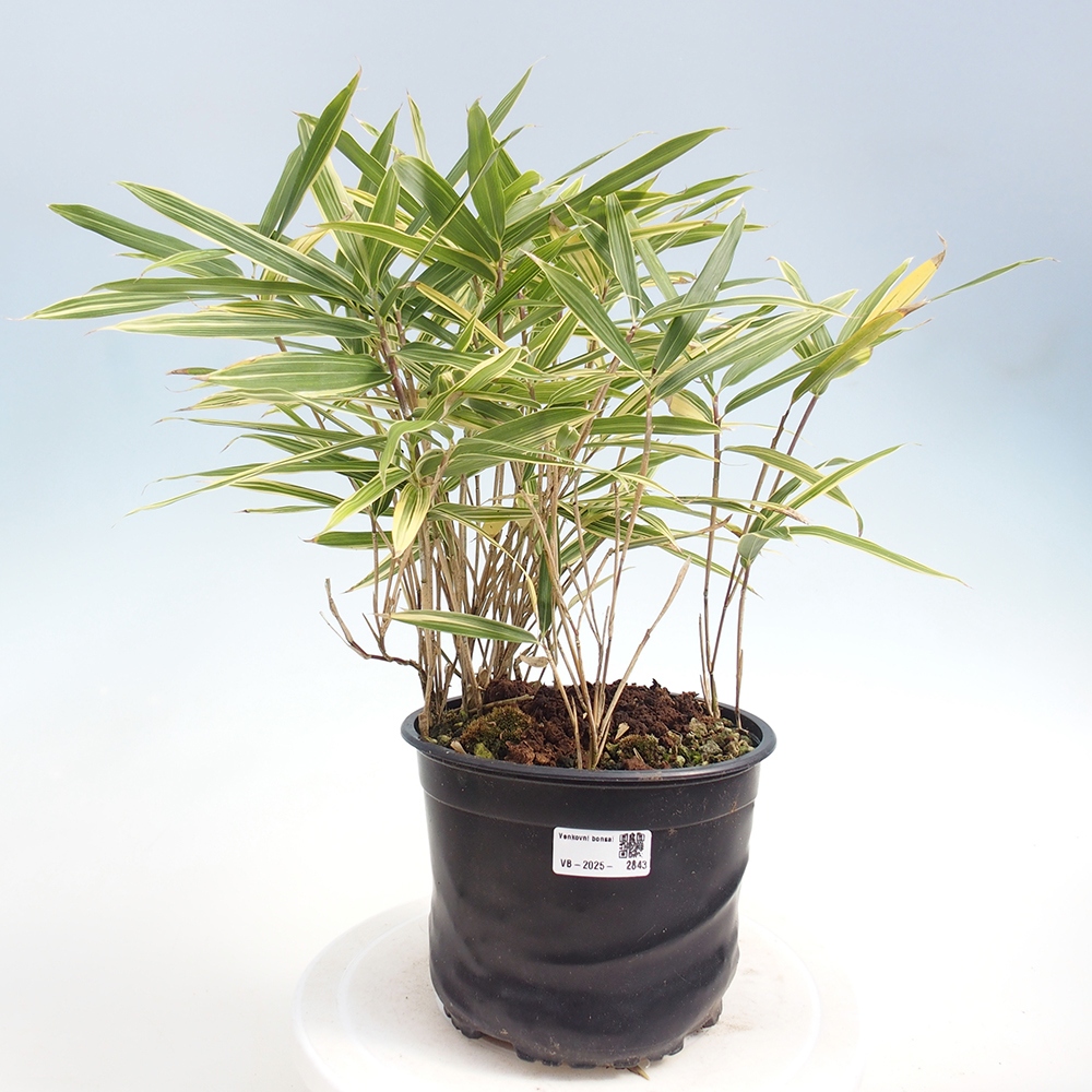 Bonsai zewnętrzne - Sasaella masamuneana Albostriata - Bambus