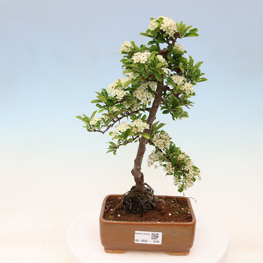 Bonsai ogrodowe – Pyracantha teton – ognik szkarłatny