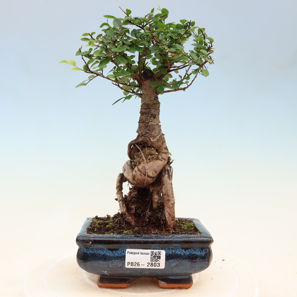 Pokój bonsai - Ulmus parvifolia - Wiąz drobnolistny