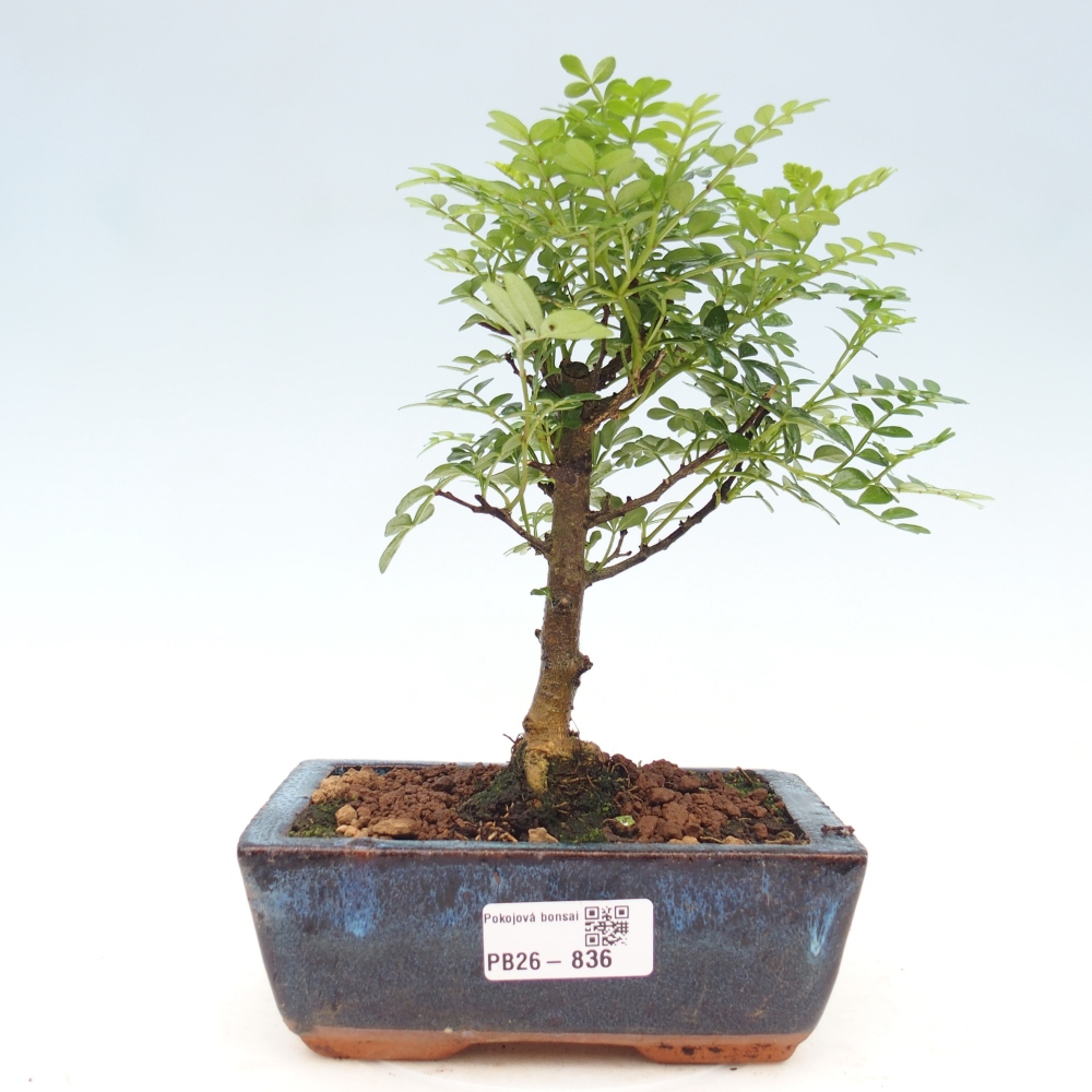 Pokój bonsai - Zantoxylum piperitum - drzewo pieprzowe