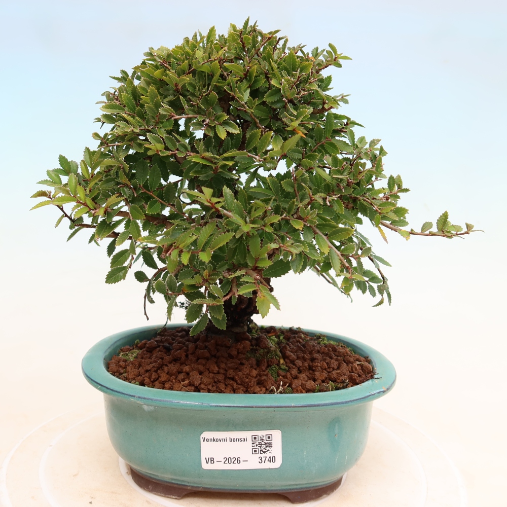Bonsai zewnętrzne - Zelkova - Zelkova NIRE