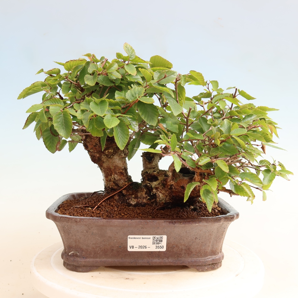 Outdoor bonsai - Carpinus CARPINOIDES - grab koreański
