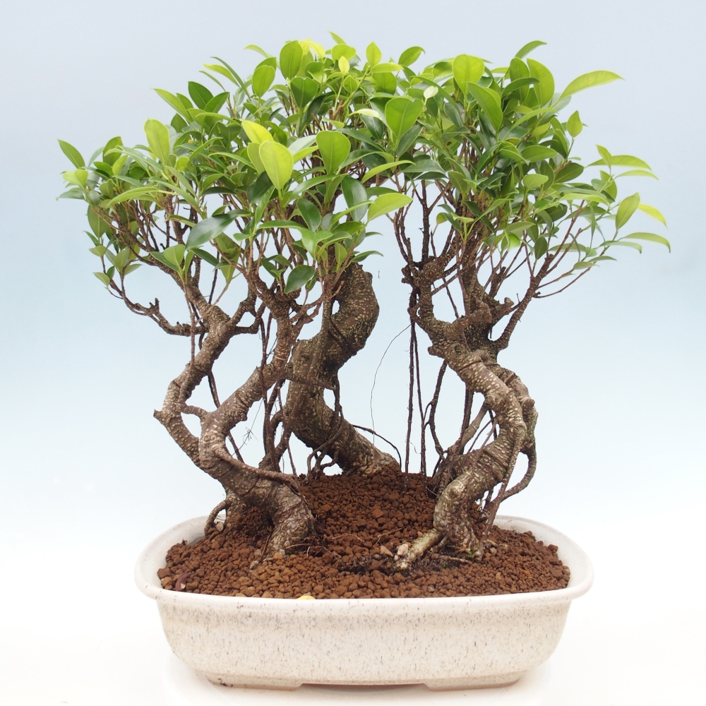 Pokój bonsai - Ficus kimmen - figowiec drobnolistny