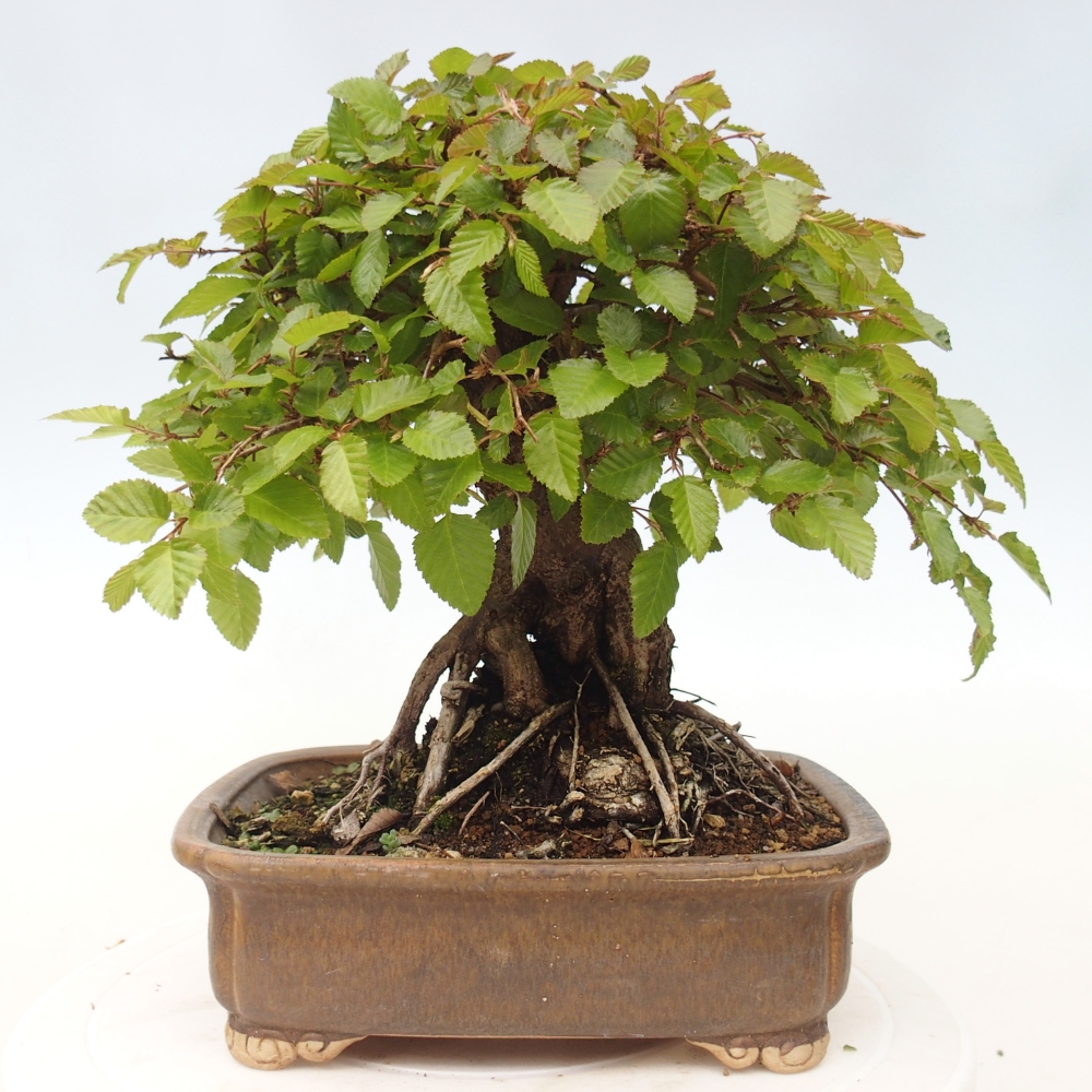 Outdoor bonsai - Carpinus CARPINOIDES - grab koreański