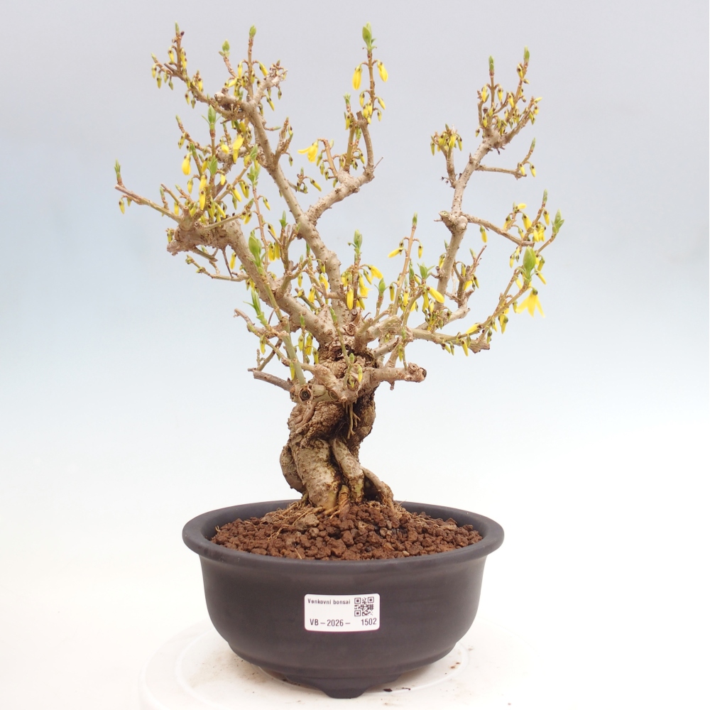 Outdoor bonsai - Zlatice - Forsycja koreańska