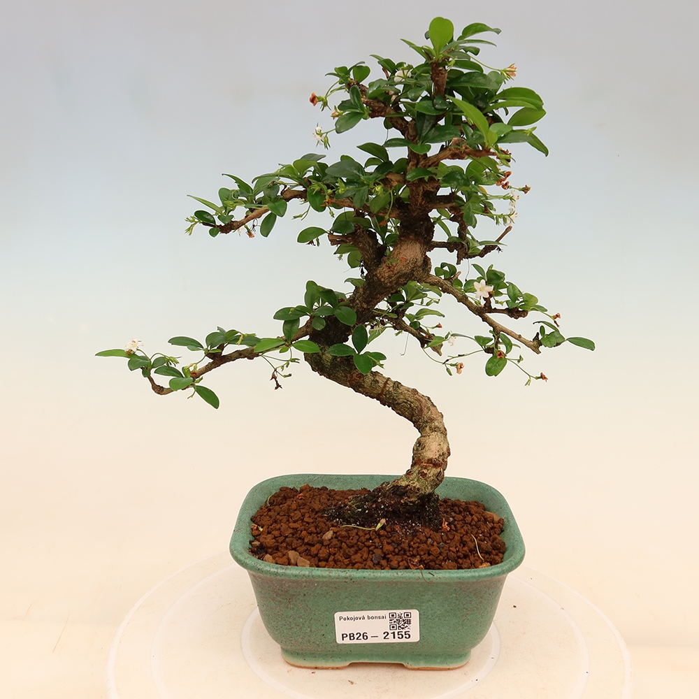 Bonsai pokojowe - Carmona macrophylla - Tea fuki