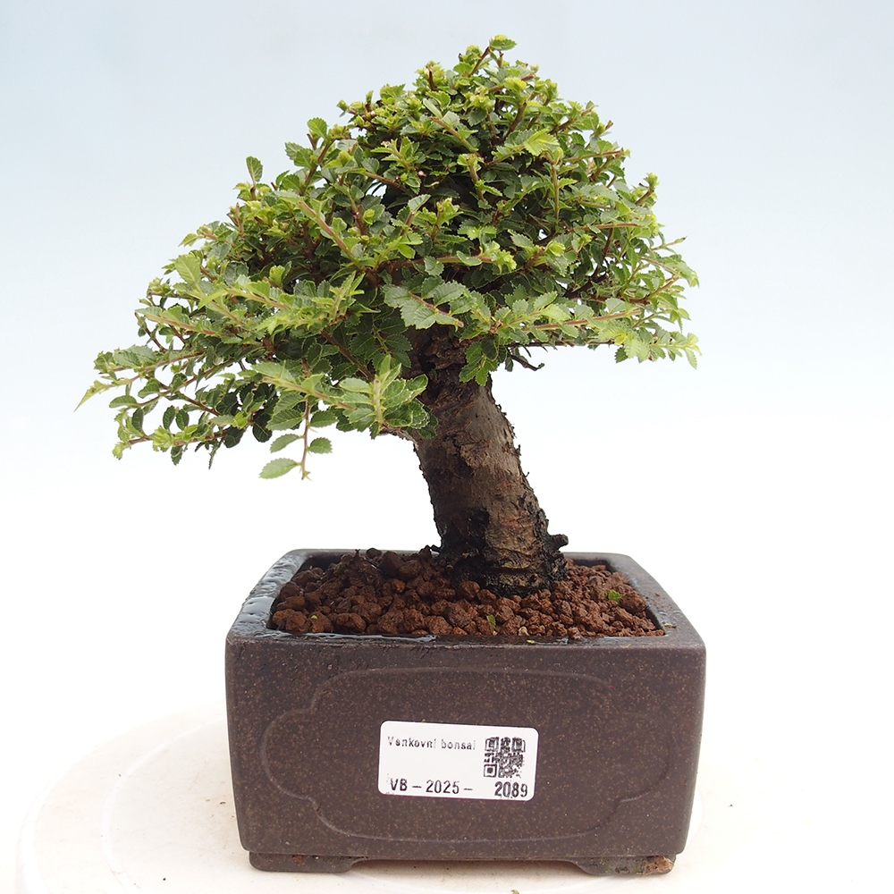 Bonsai zewnętrzne - Ulmus parvifolia Hokkaido - wiąz chiński
