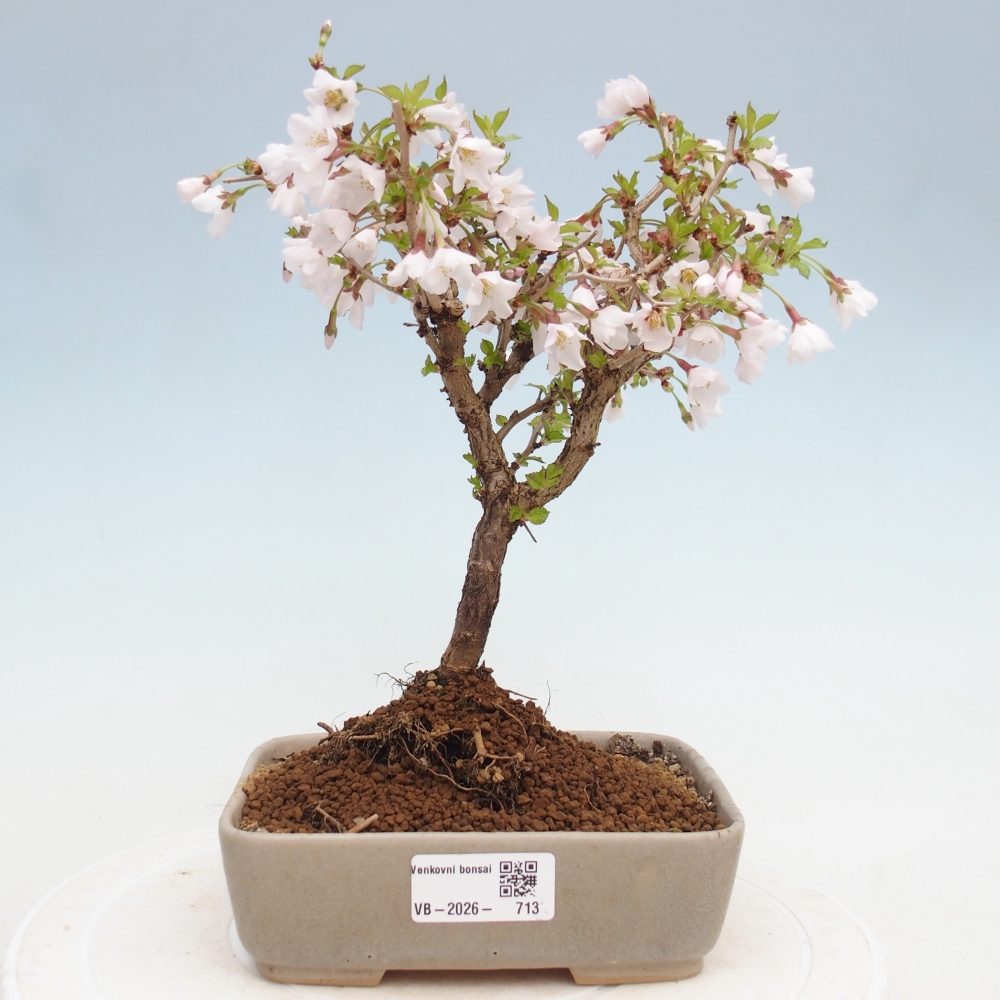Outdoor bonsai - Prunus incisa Kojou-no mai-Plivon wycięty