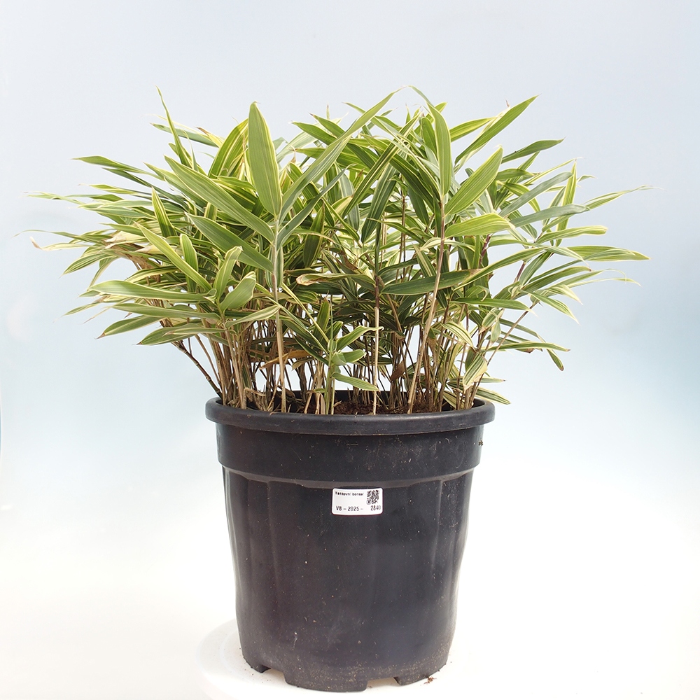 Bonsai zewnętrzne - Sasaella masamuneana Albostriata - Bambus