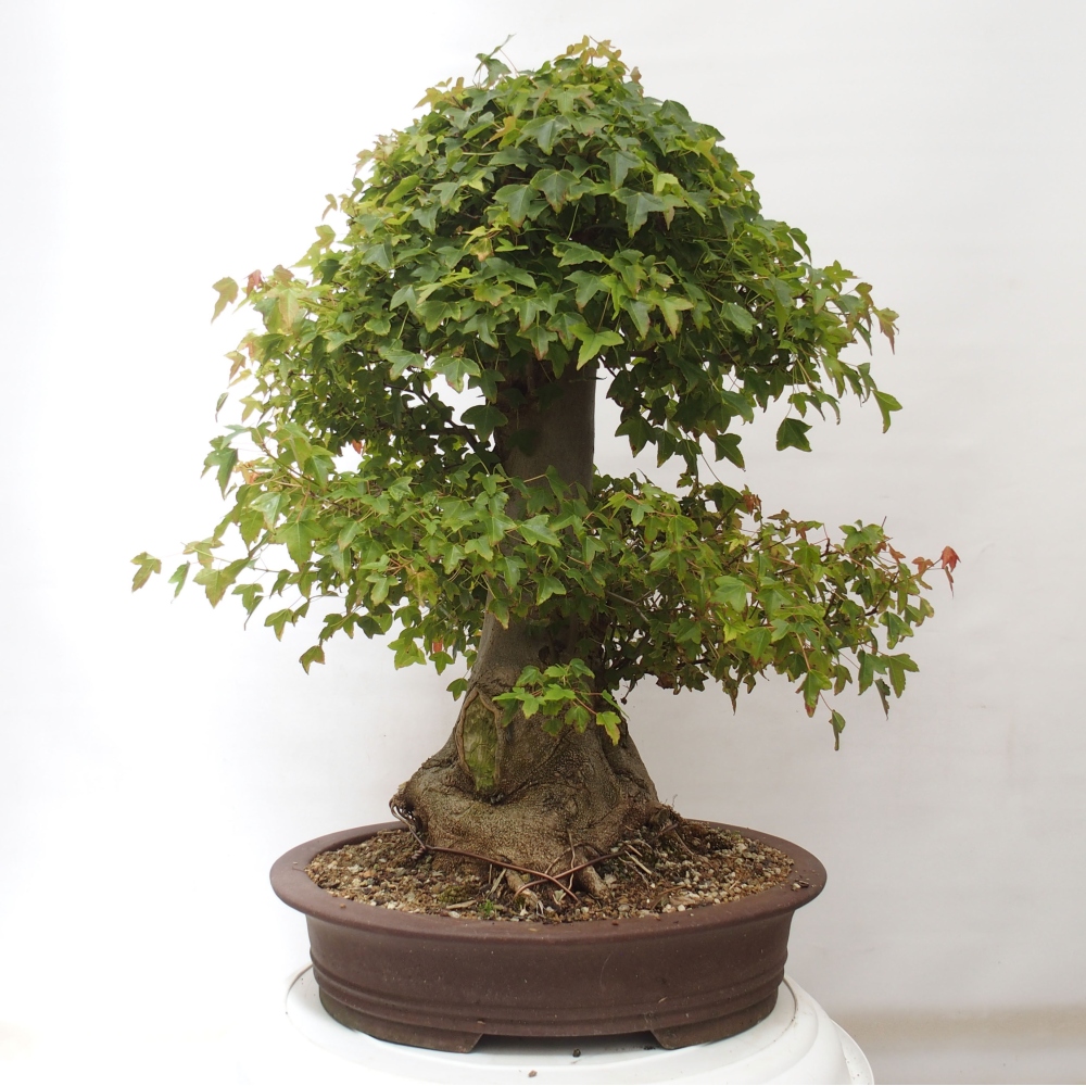 Outdoor bonsai - Maple Buergerianum - Burger Maple