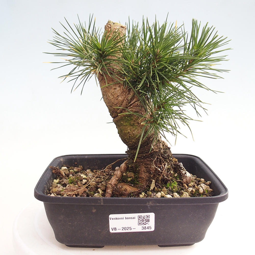 Outdoor bonsai - Pinus thunbergii - sosna Thunberga