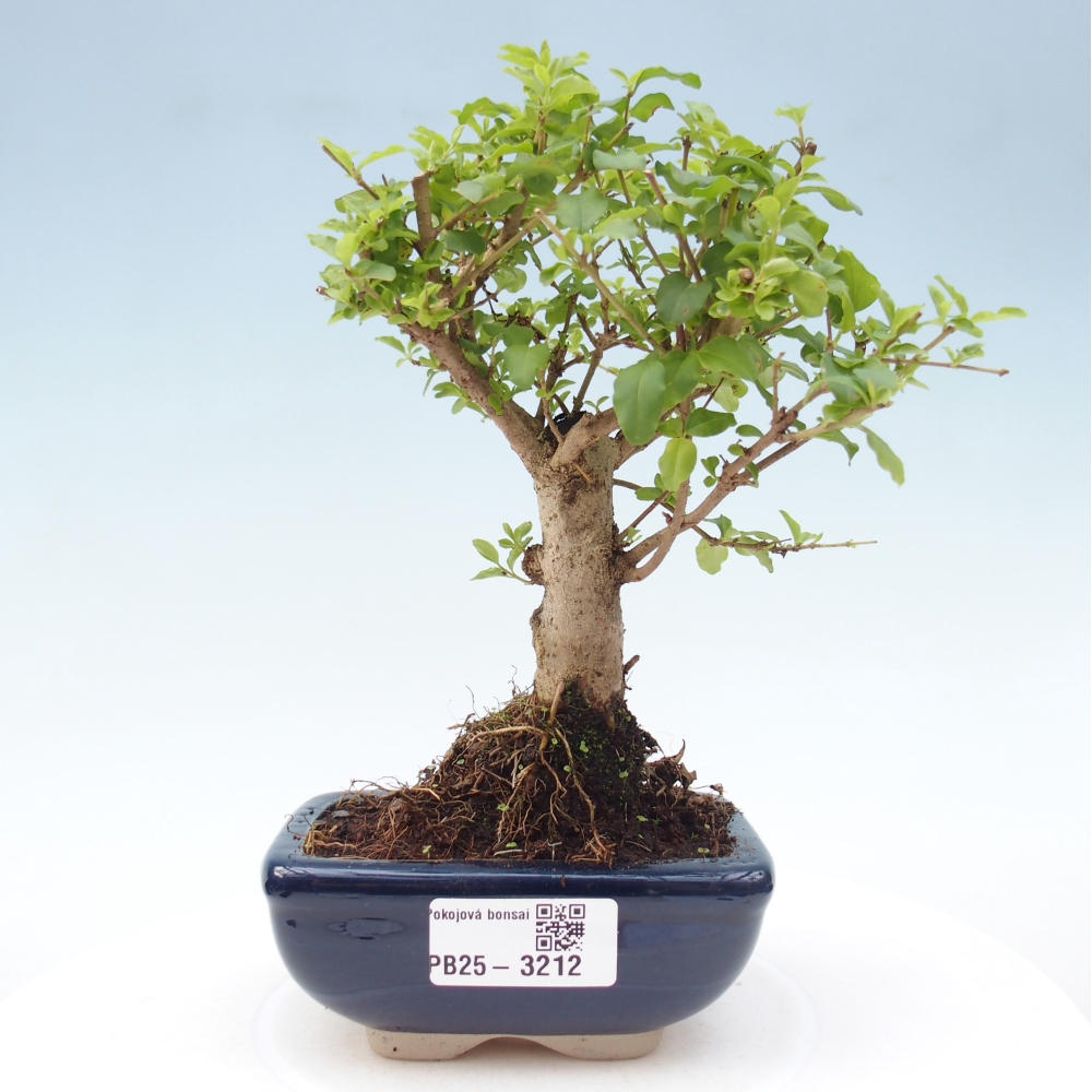 Pokój bonsai - Ligustrum chinensis - Dziób ptaka