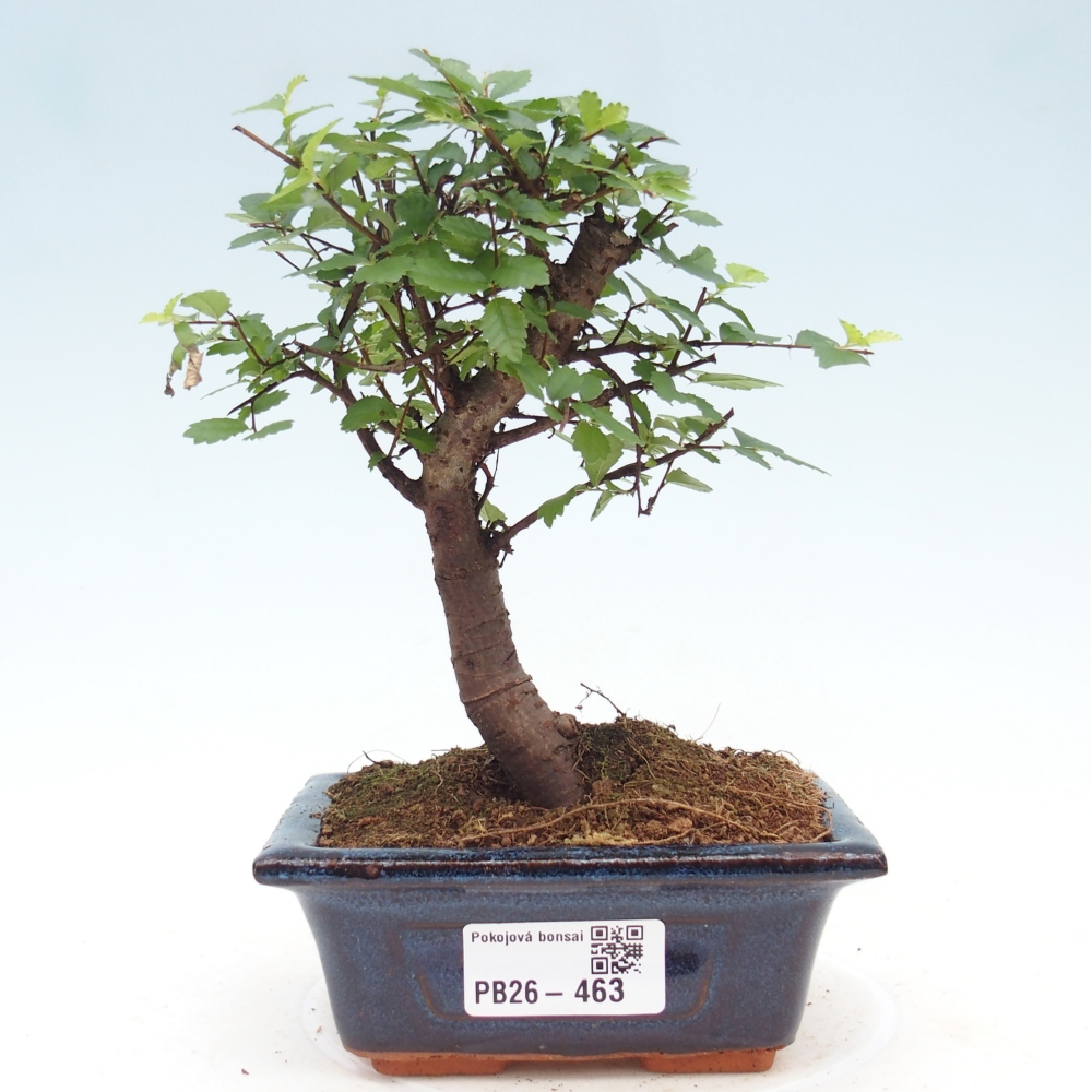 Pokój bonsai - Ulmus parvifolia - Wiąz drobnolistny