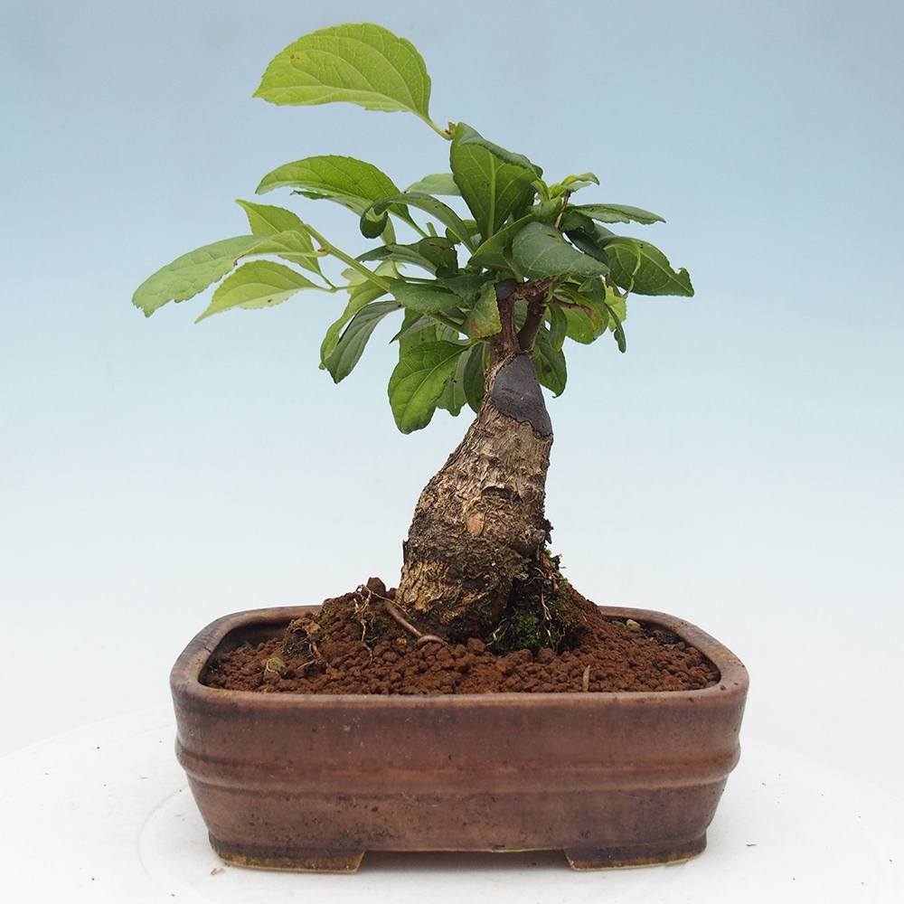 Bonsai na zewnątrz - Celastrus Jesenec