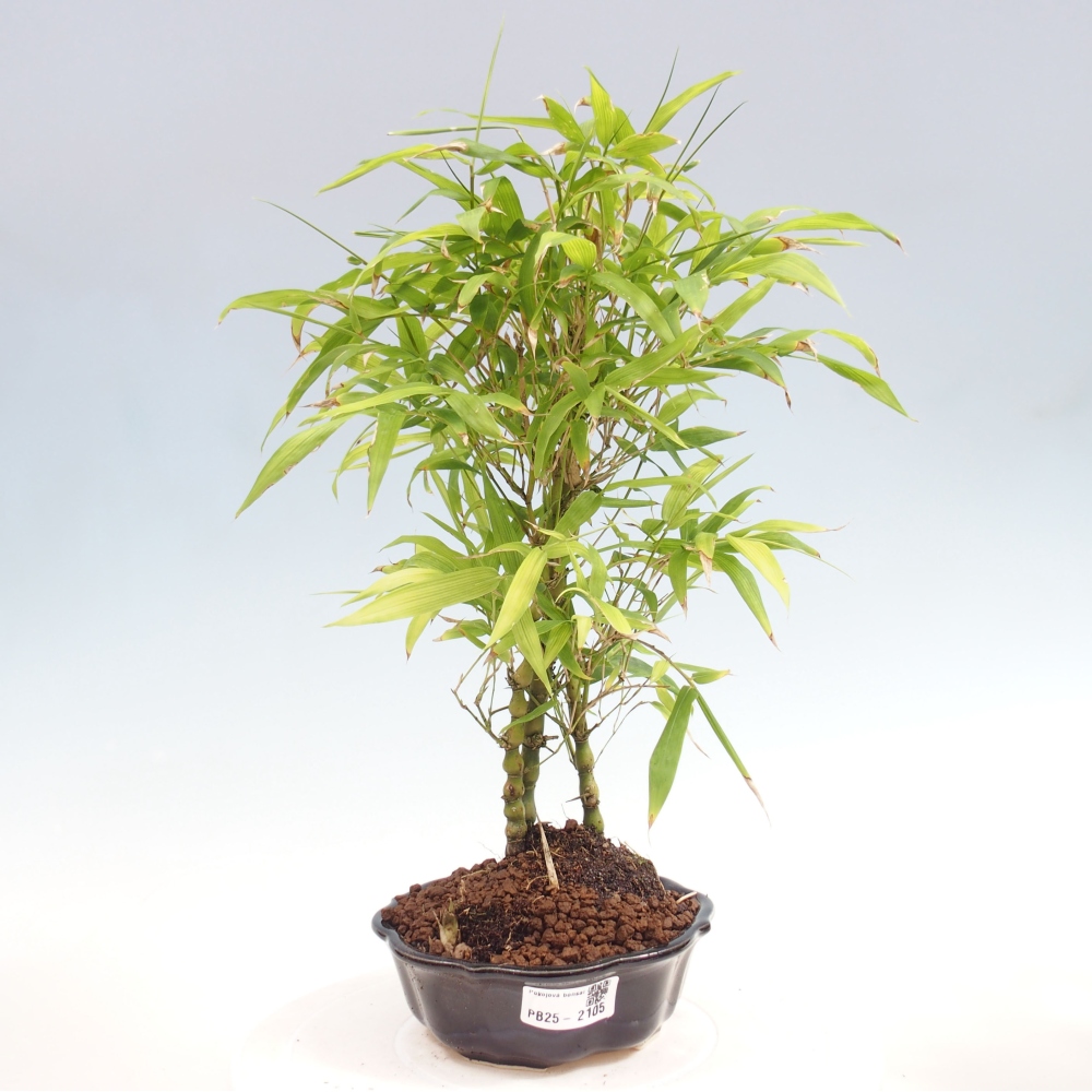 Bonsai wewnętrzne - Bambusowy Budda - Brzuch Bambusowego Buddy