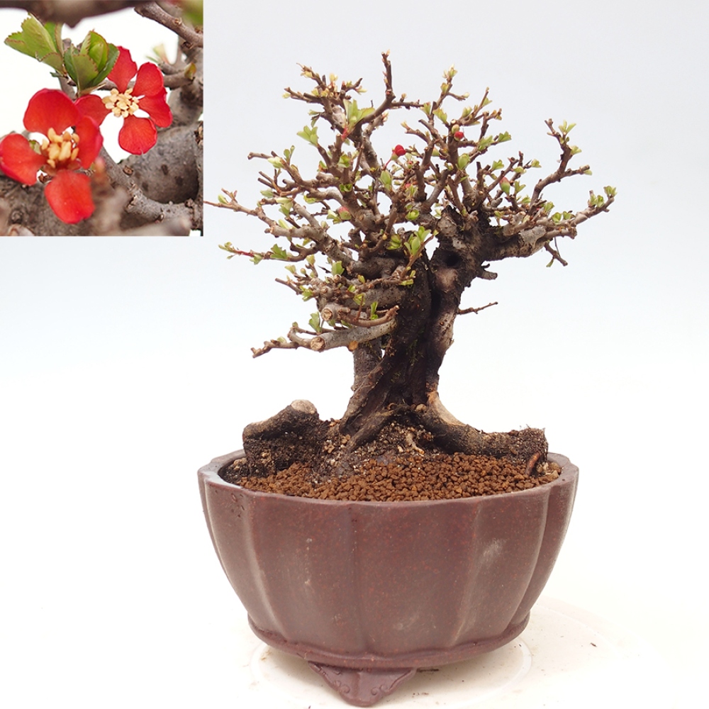 Bonsai zewnętrzne - Chaneomeles speciosa - Pigwa