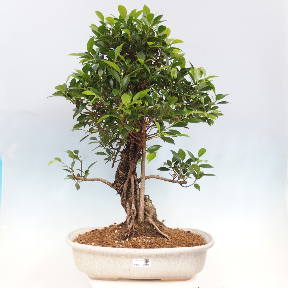 Bonsai pokojowe - Ficus kimmen - figowiec drobnolistny - WYŁĄCZNIE ODBIÓR OSOBISTY lub transport paletowy