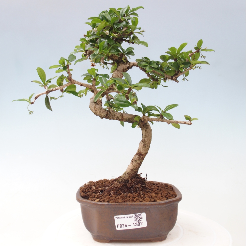 Bonsai pokojowe - Carmona macrophylla - Tea fuki