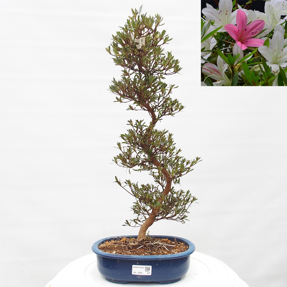 Bonsai zewnętrzne - Azalia japońska - Azalia Hakurin