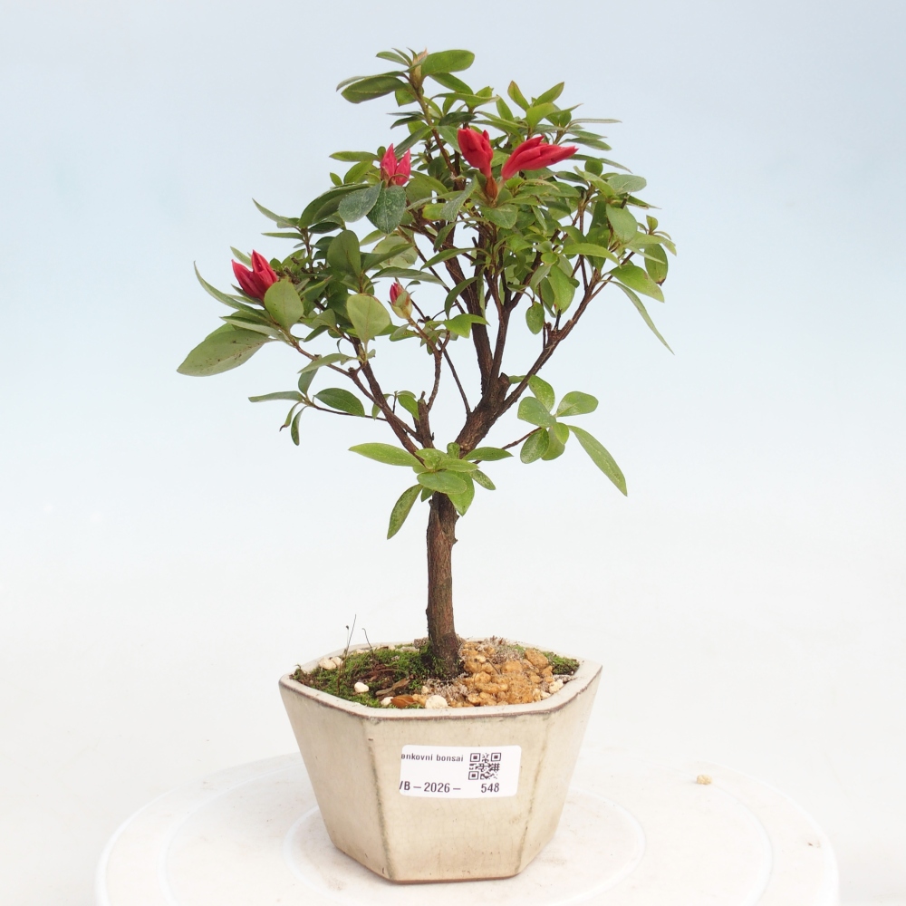 Outdoor bonsai - Azalia japońska - Azalea sp.