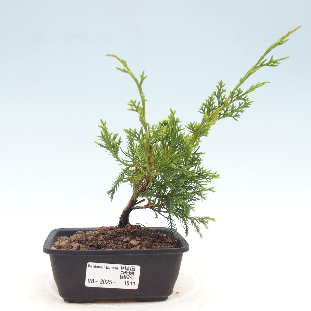 Outdoor bonsai - Juniperus chinensis Itoigawa - Jałowiec chiński