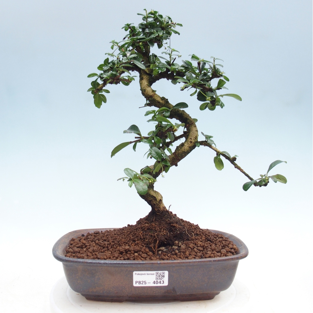 Bonsai pokojowe - Carmona macrophylla - Tea fuki