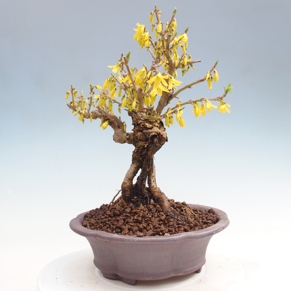 Outdoor bonsai - Zlatice - Forsycja koreańska